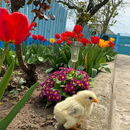 Nyaraló Casa Bunicilor Granny's House Jurilovca